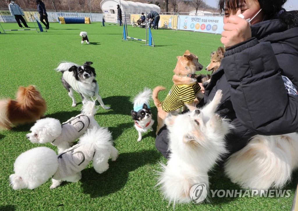 "내 반려견이 달라졌어요" 강릉시, 행동 교정 프로그램 운영