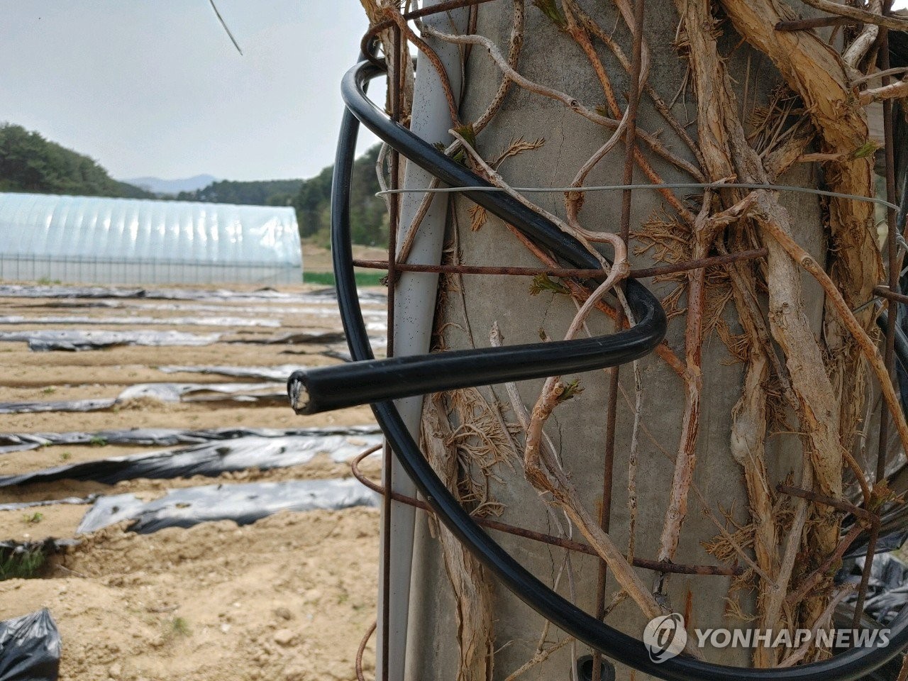 강릉산불 국과수 감정 결과 '강풍에 쓰러진 나무가 전선 단선'