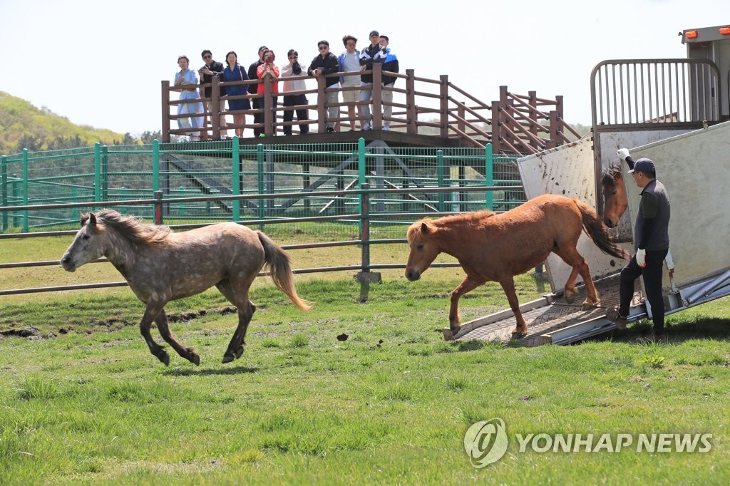 [제주소식] 제주마 찾아가는 혈통등록 서비스 제공