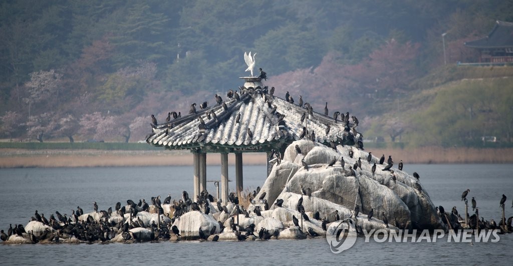 민물가마우지도 까치·멧돼지처럼 '포획' 허용되나…다음달 결정