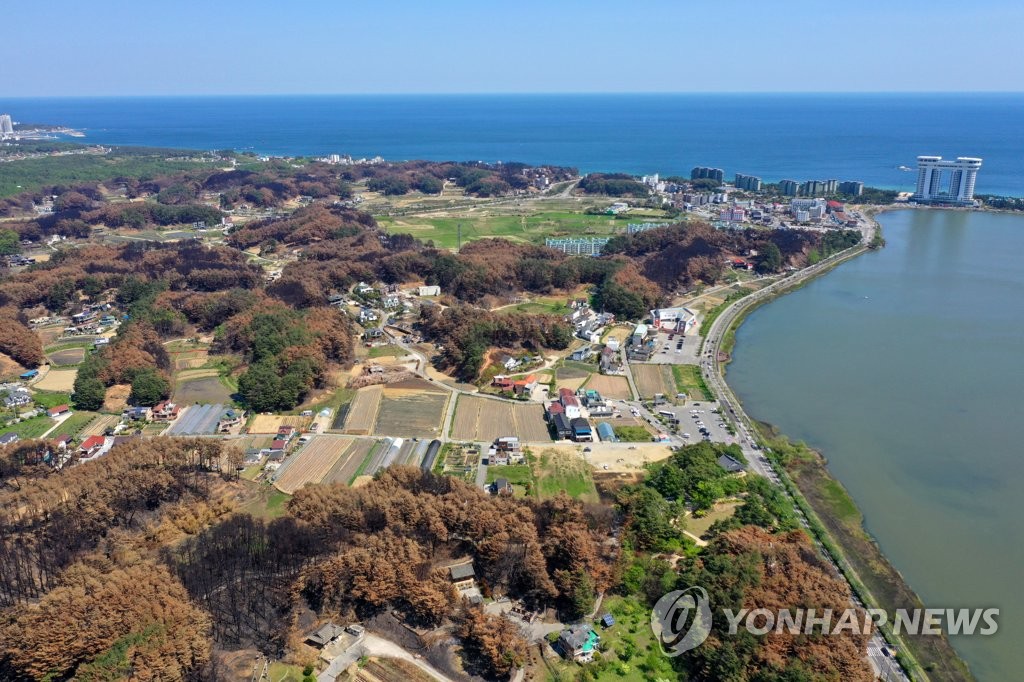 강릉시, 경포 산불 피해지 긴급 벌채…산사태·병해충 피해 예방