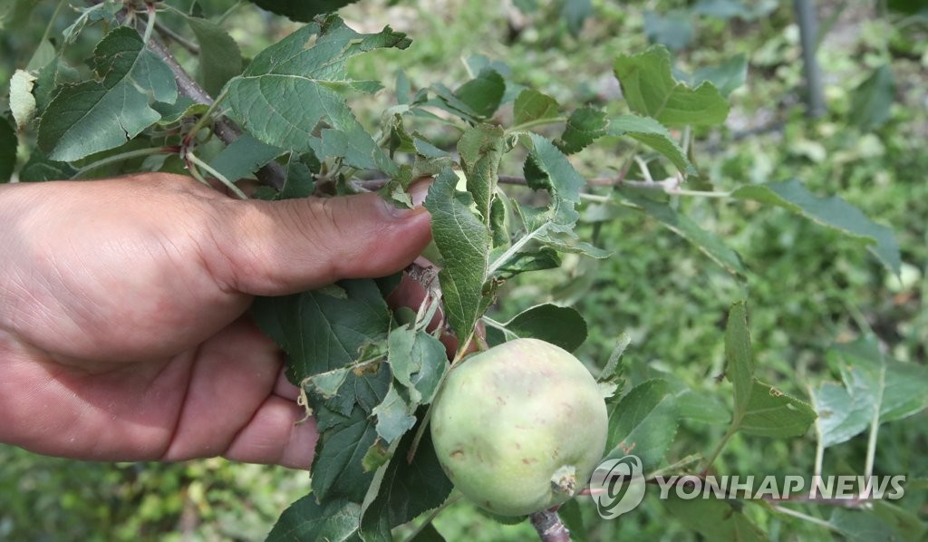 충북 과수농가 냉해·화상병·우박 잇단 악재에 '휘청'