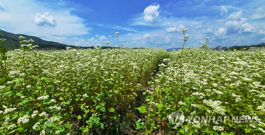 횡성 버덩말서 순백의 메밀꽃 배경 버스킹 공연