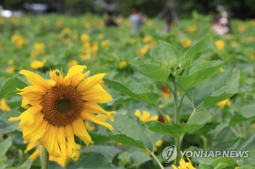 제주 맑음…산지 소나기, 천둥·번개와 우박 주의