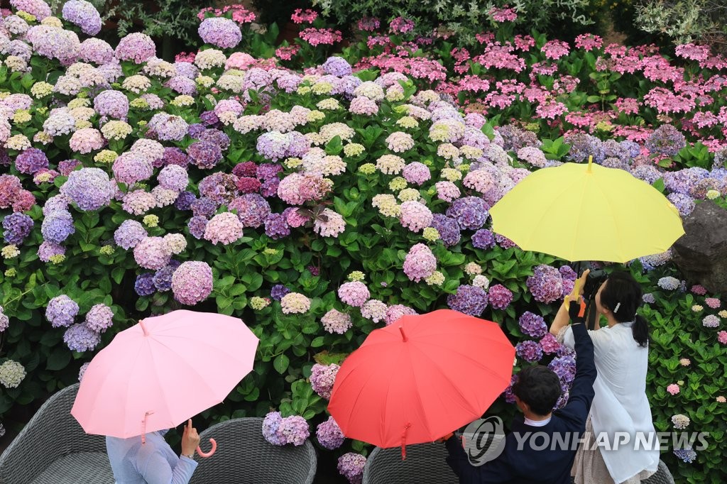 제주 내일 밤 장맛비 시작…산지 시간당 50㎜ 강한 비