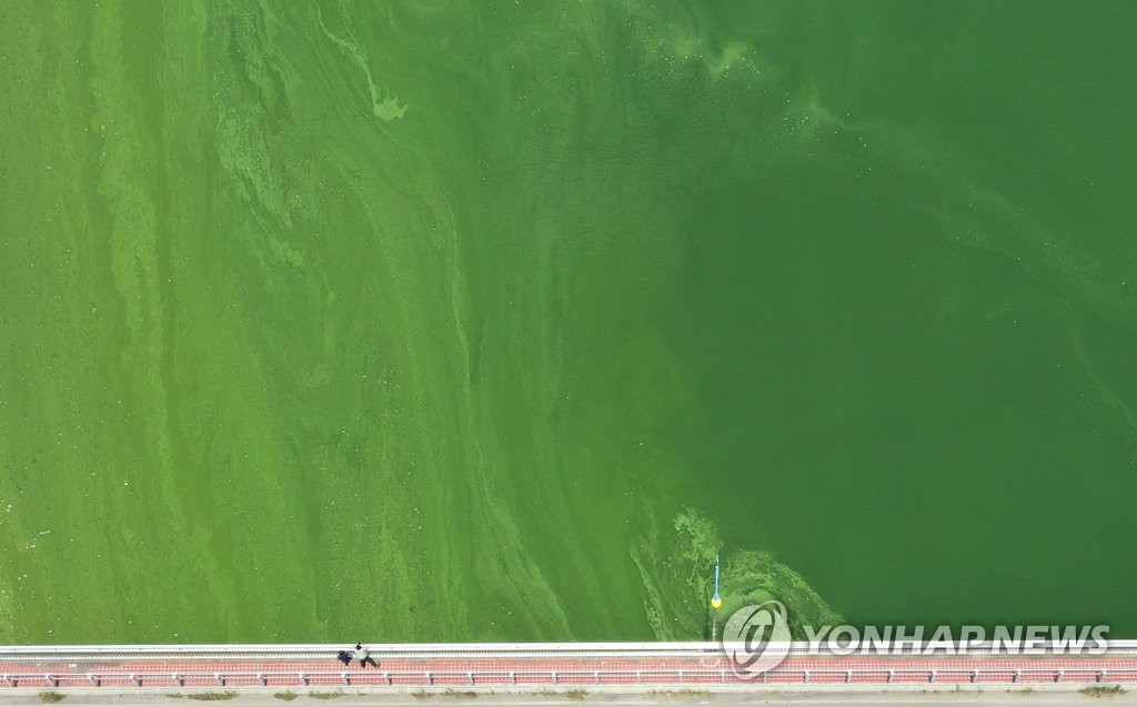 [사진톡톡] 초록 물감 풀어놓은 듯…낙동강 칠서지점 녹조