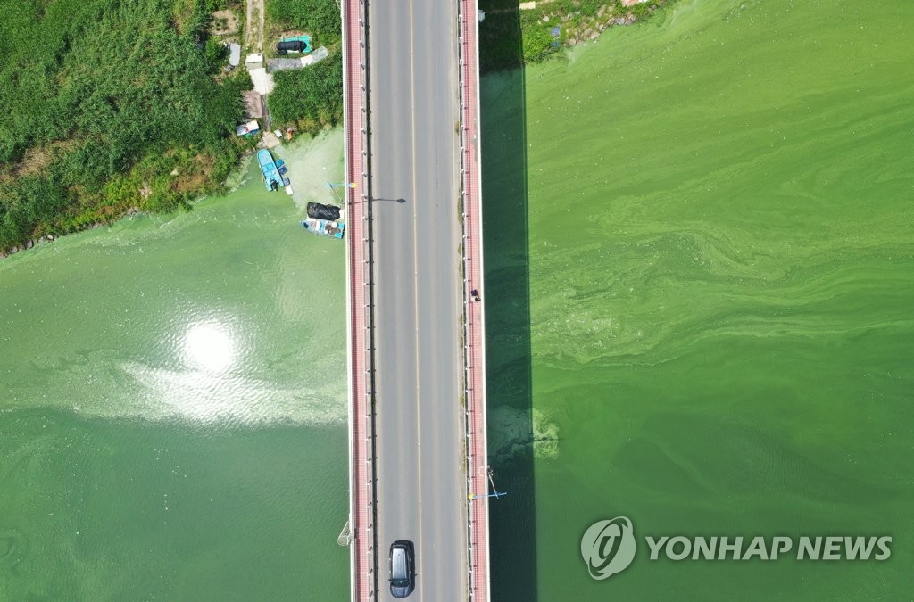 [사진톡톡] 초록 물감 풀어놓은 듯…낙동강 칠서지점 녹조