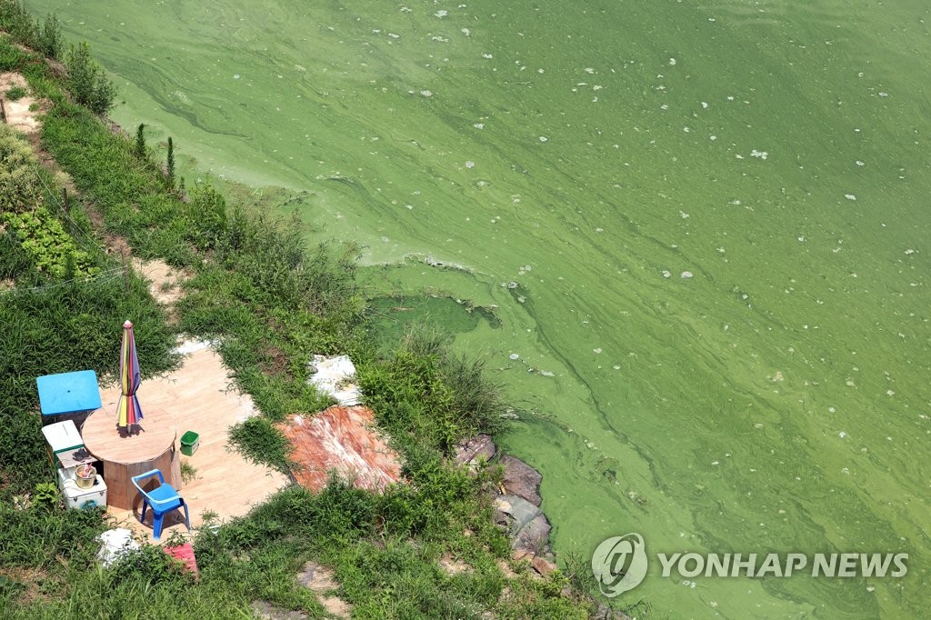 [사진톡톡] 초록 물감 풀어놓은 듯…낙동강 칠서지점 녹조