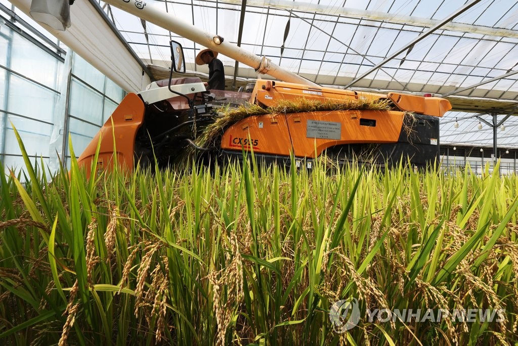 "6월인데 벌써…" 이천서 전국 첫 벼 수확