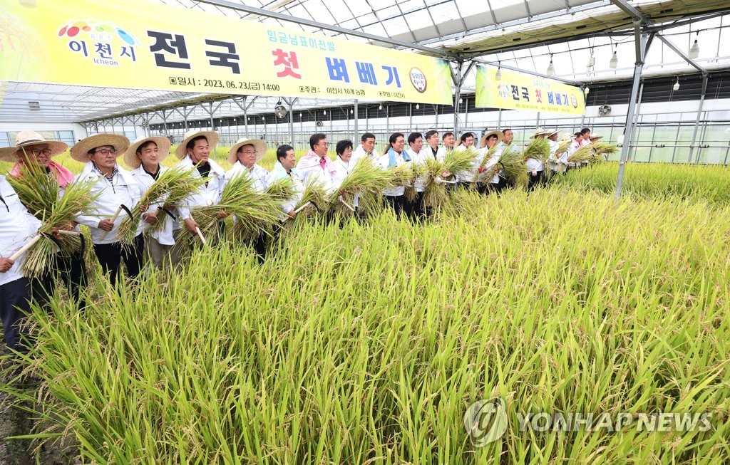 "6월인데 벌써…" 이천서 전국 첫 벼 수확