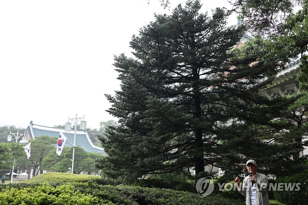 청와대 관저 앞 소나무 세그루…"노태우·노무현 대통령이 심어"