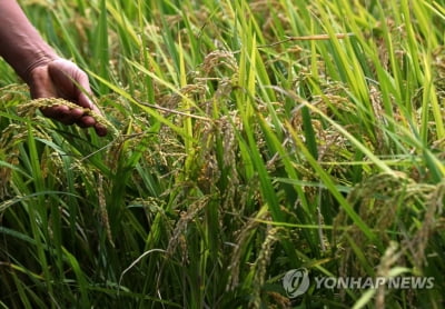 전북 지난해 농가소득 4천291만원…2021년보다 9.6% 감소