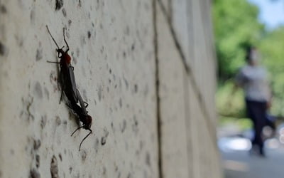 "으악! 징그러워" 기겁…서울 전역에 출몰한 '러브버그'