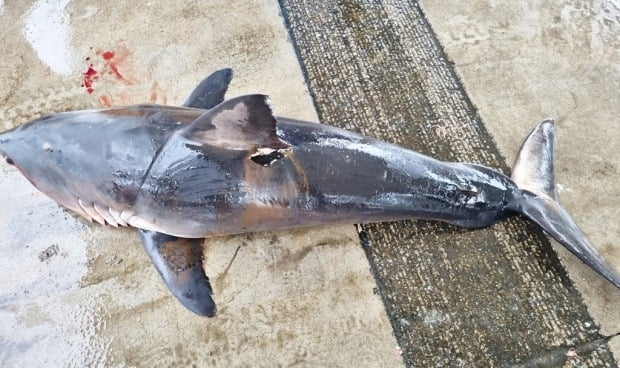 '길이 2m' 죽은 상어가 둥둥…속초·양양 앞바다서 잇따라 발견