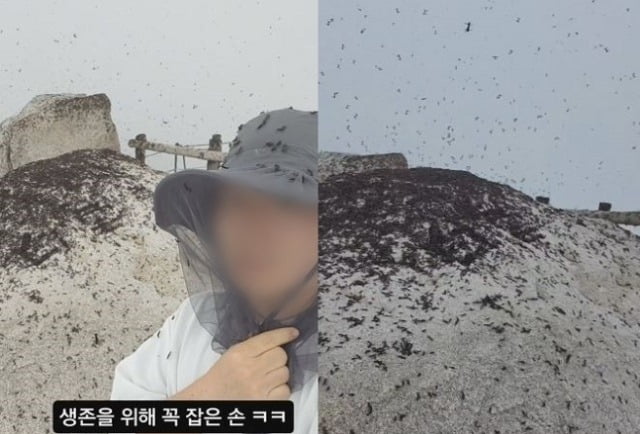 지난달 30일 북한산을 찾은 등산객 A씨가 러브버그떼가 출몰한 북한산 정상 모습을 촬영해 공유했다. / 사진=인스타그램 캡처