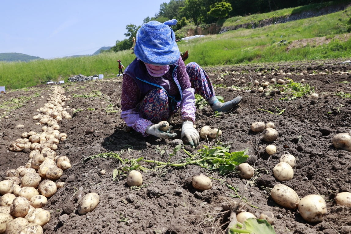 전남 보성군의 한 농민이 특산품인 노지 봄 감자를 수확하고 있다. 보성군 제공