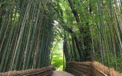 흙과 불로 빚어낸 대나무… 선비들의 묵죽을 떠올리다