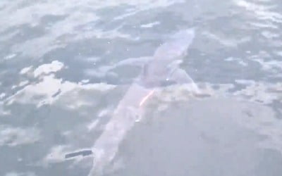 이번엔 살아있는 상어가…동해에서 청상아리 발견