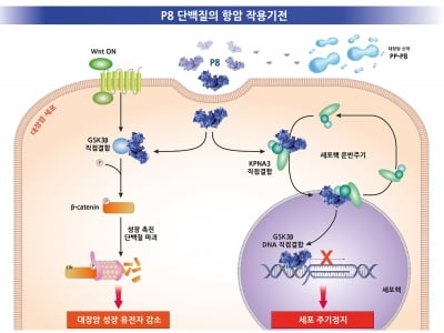 쎌바이오텍, 대장암 치료제 작용기전 SCI급 학술지 게재