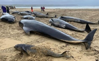 英 스코틀랜드 해변서 고래 50여마리 떼죽음…무슨 일이