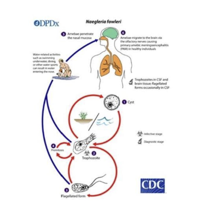 '뇌 먹는 아메바' 감염 경로. 사진=미국 CDC 자료 캡처. 연합뉴스