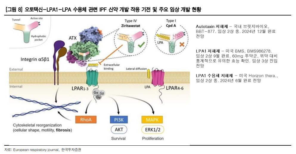 “IPF 치료제 임상 성공 가능성↑…브릿지바이오 영향 기대”