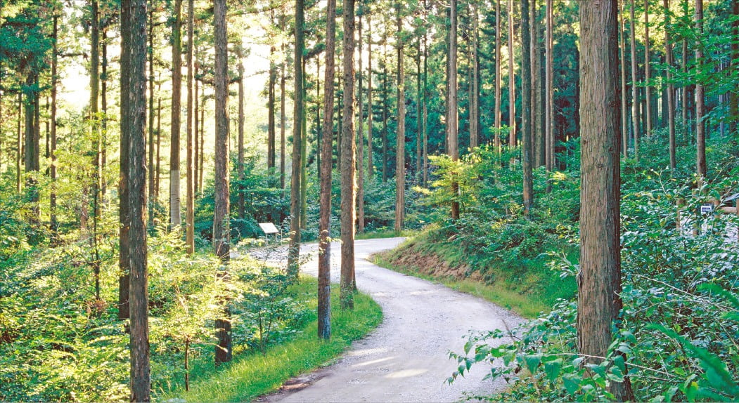 산불진화와 산림경영에 꼭 필요한 임도가 개설된 전남 장성 축령산 치유의 숲 모습. /산림청 제공 