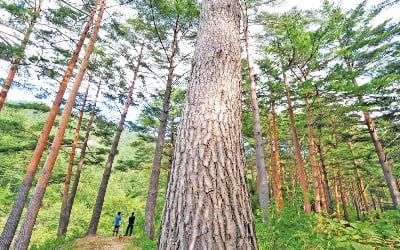 나무 심고 가꾸기론 한계…산업화로 도약 시기 맞았다