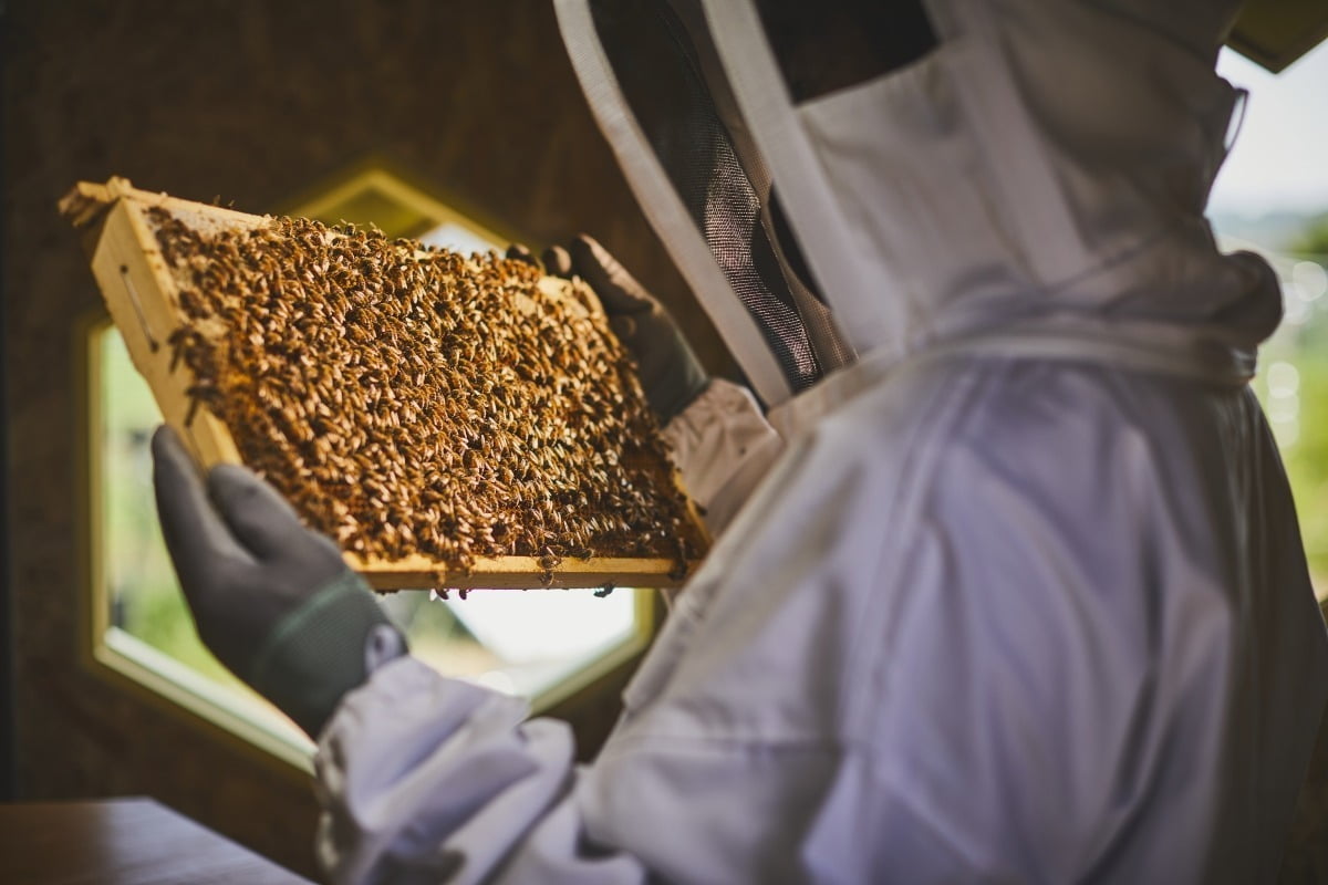 한화의 태양광 전력을 활용한 탄소저감 벌집 '솔라 비하이브'에 꿀벌이 입주하고 있다. 사진=한화 제공