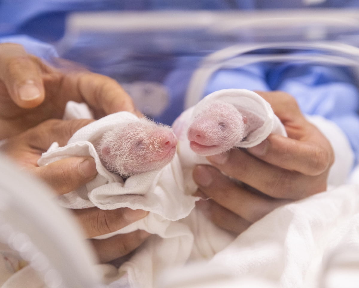 태어난 지 6일차를 맞은 쌍둥이 판다./삼성물산