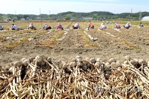 햇마늘 최대 산지 경남 창녕서 초매식…31만t 생산 예상