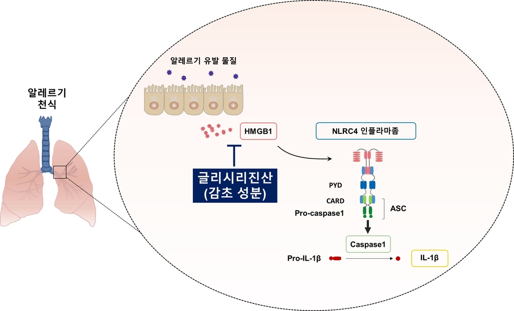 한의학연 "감초 추출 성분이 알레르기 천식 완화"