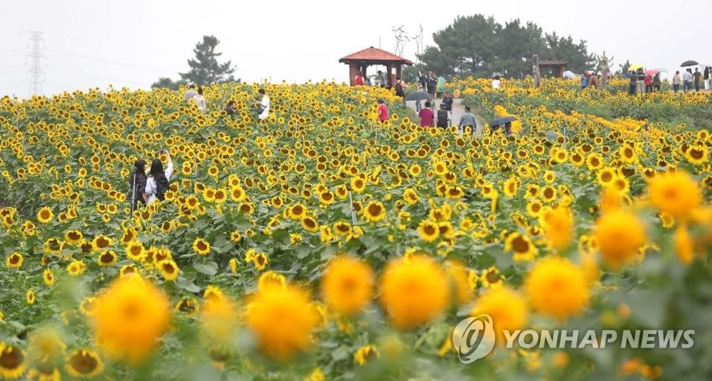 "꽃 잘 폈네"…'함안 강주 해바라기축제' 이틀 앞당겨 시작