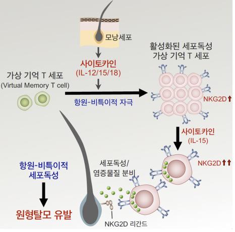 KAIST "원형탈모증 일으키는 새로운 면역 T 세포 발견"