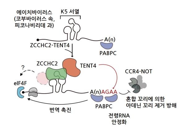 "바이러스서 찾은 RNA 안정화 서열로 바이러스 퇴치"