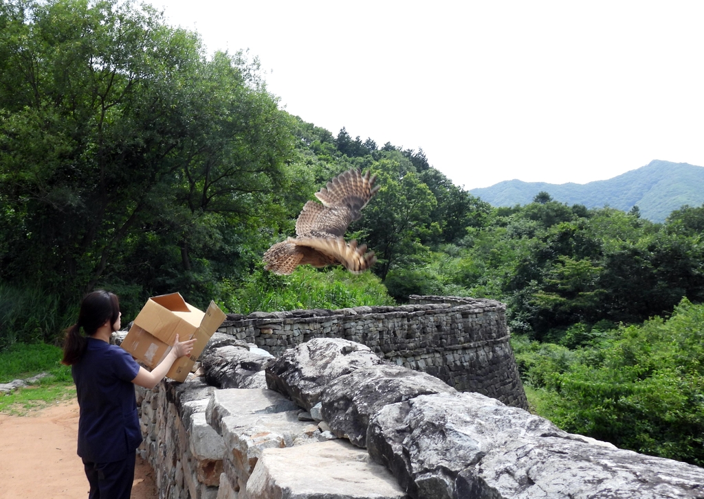 '축구 골대 그물에 꽁꽁' 야생 수리부엉이 자연 품으로