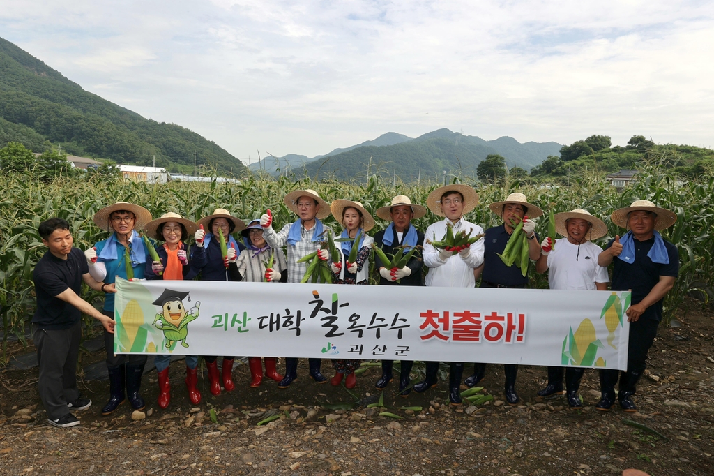 괴산군 대표 농산물 '대학찰옥수수' 출하 시작