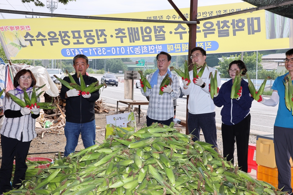 괴산군 대표 농산물 '대학찰옥수수' 출하 시작