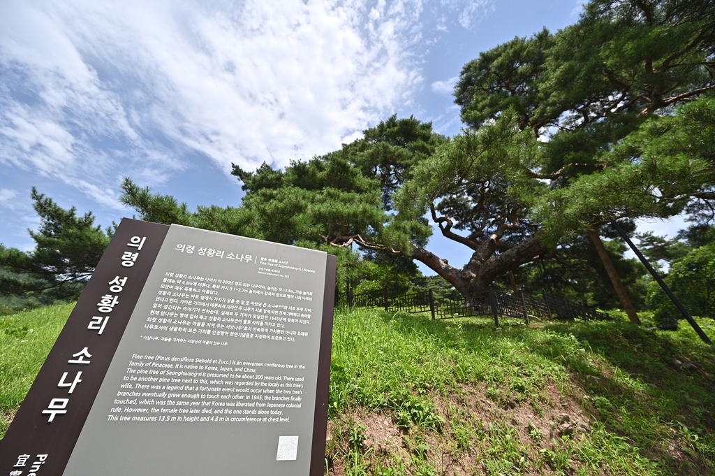 죽음 얽힌 '덕달이 나무' 실제일까…알고 보니 귀한 천연기념물