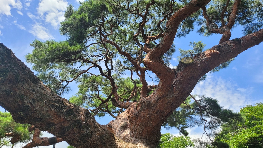 죽음 얽힌 '덕달이 나무' 실제일까…알고 보니 귀한 천연기념물