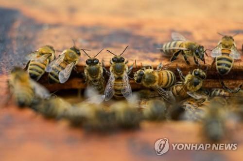 "온난화로 꿀벌 겨울잠 1주일 짧아졌다…꽃가루받이 위협"