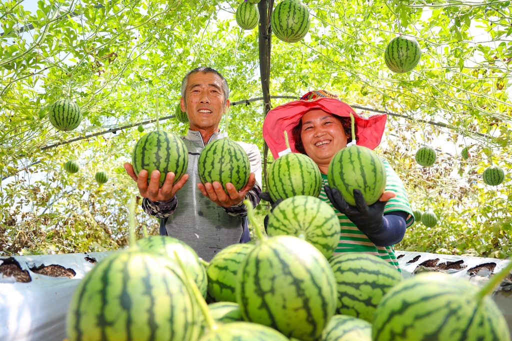 [픽! 산청] 사과처럼 깎아 먹어요…산청 애플수박 본격 출하