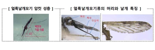 말라리아 옮기는 모기 올해 급증…"위험지역 예방수칙 지켜야"