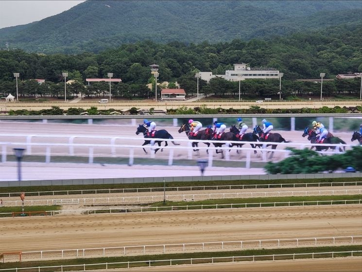 '국산마 생산 기반 조성'…경기도, 15일 과천서 경주대회