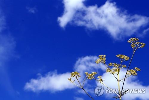 태백산국립공원, 금대봉 야생화 관찰 생태체험 참여자 모집