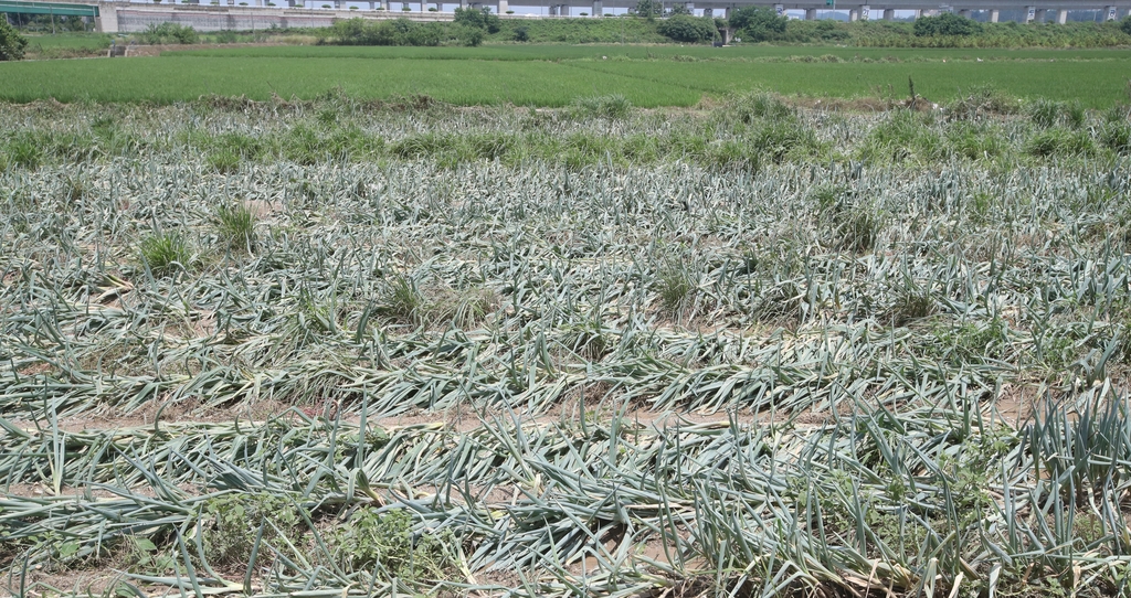 [르포] 수마 할퀴고 간 청주 미호강 주변…"이런 수해 처음"