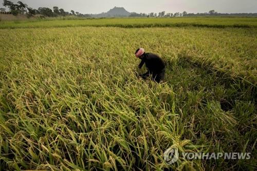 '쌀수출 1위' 인도, 물량절반 수출금지…곡물 인플레이션 우려