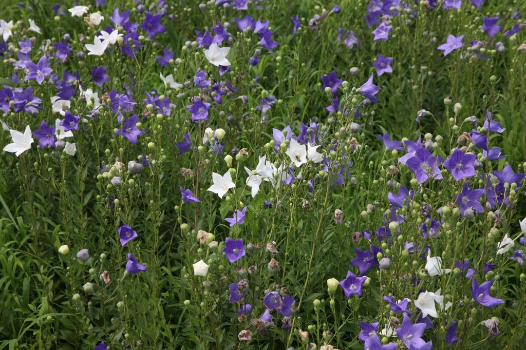 [재미있는 약초 이야기]② 땅에서 자란 '밤하늘의 별' 도라지