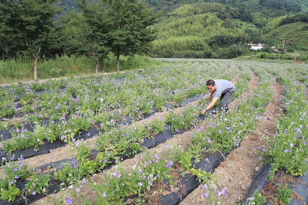 [재미있는 약초 이야기]② 땅에서 자란 '밤하늘의 별' 도라지