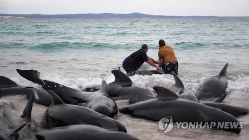 호주 서부 해변에 돌고래 떼 좌초…51마리 죽어